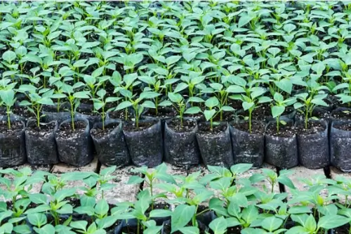 Bolsas para Semillero