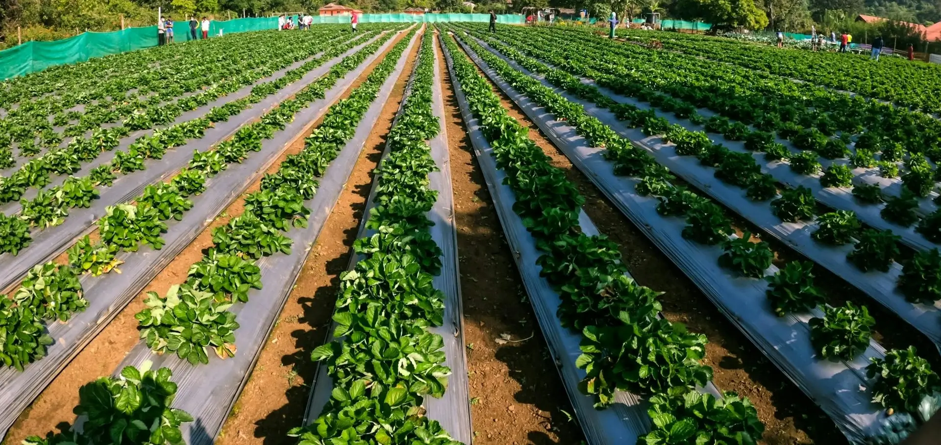 Agroplásticos La 19