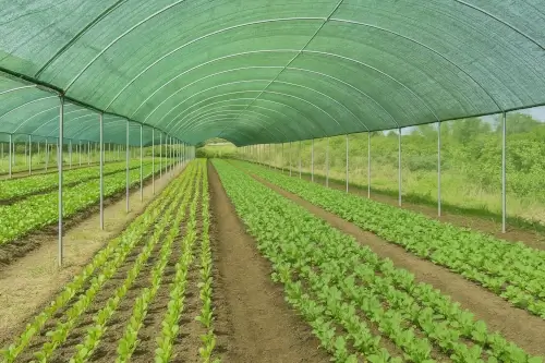 Polisombra aplicada en agricultura